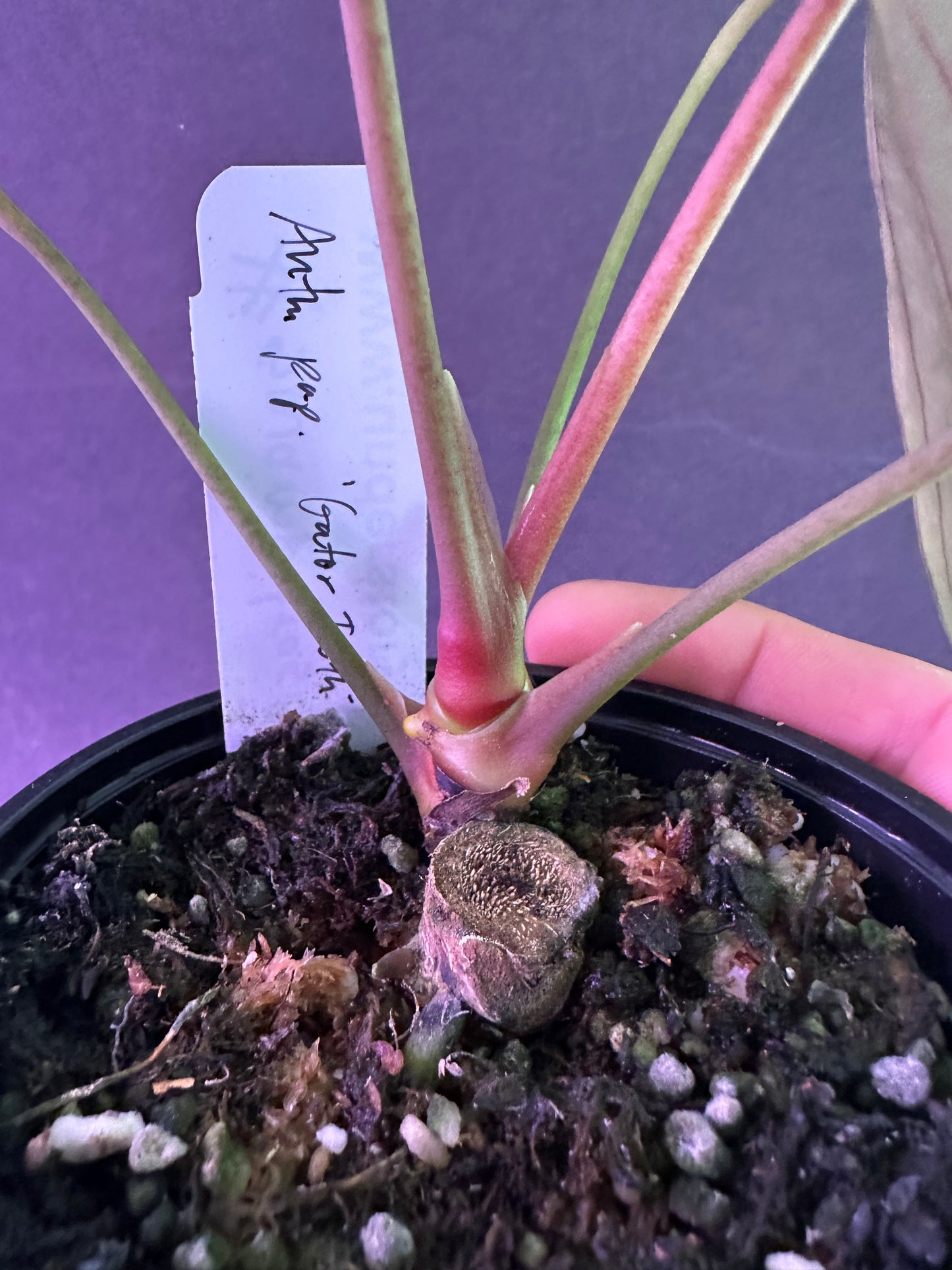 Anth. pap. "Gator Tooth"