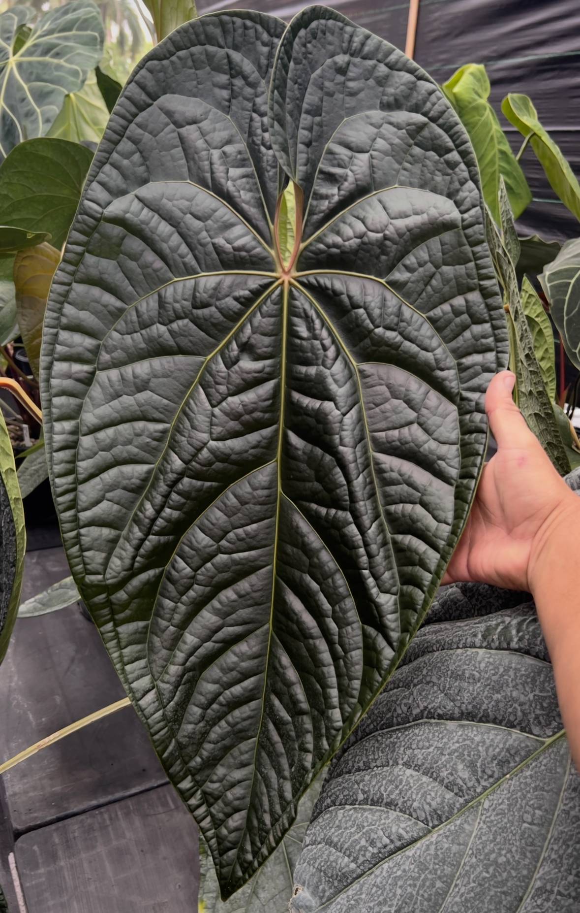 アンスリウム・サブシグナタムpapi X三角papiブルー アンスリウム・サブシグナタムpapi X三角papiブルー Anthurium
