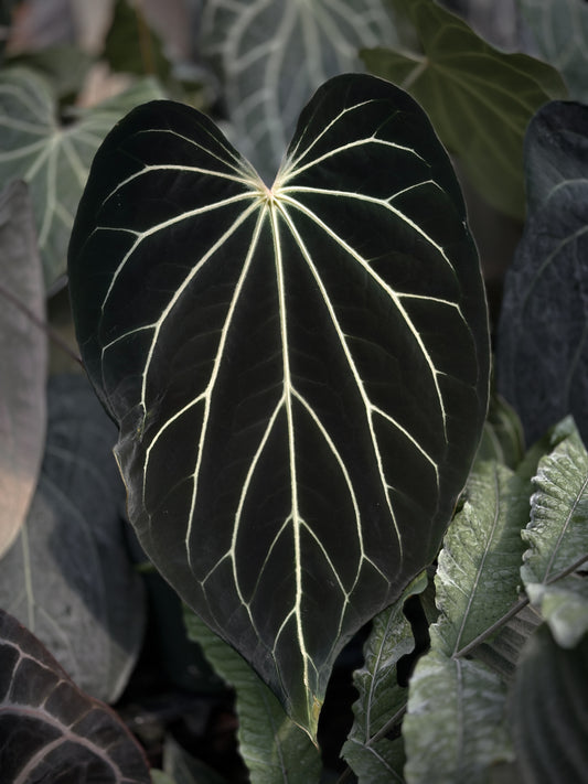 Anthurium Stripey X2 x besseae aff(Best Offer 8/15-22)