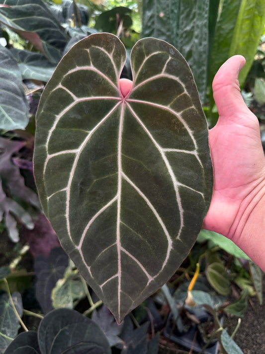 Anthurium besseae af 'Narrow' x Red Crystal(Leafless 1)