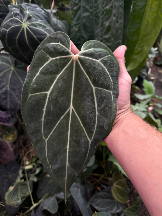 Anthurium besseae af 'Narrow' x Red Crystal(Leafless 2)