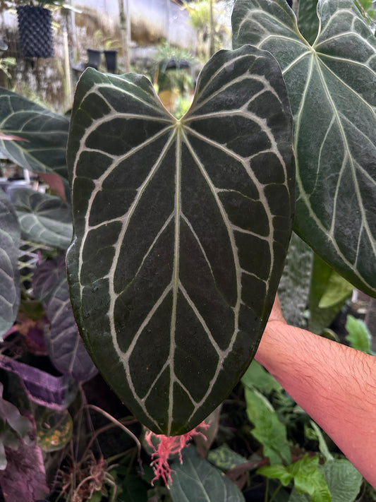 Anthurium Enid's Bench x (Stripey Mag x self)#2(Leafless 2)