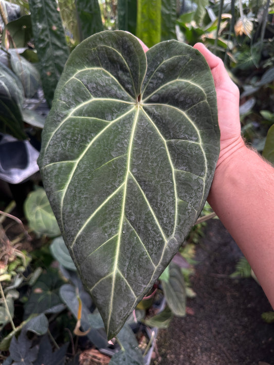 Anthurium (Stripey Mag x carla.) x Stripey X1(Leafless 1)