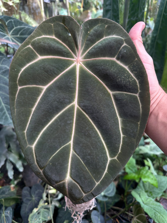 Anthurium carlablackiae 'Yard' x Enid's Bench (Leafless 2)