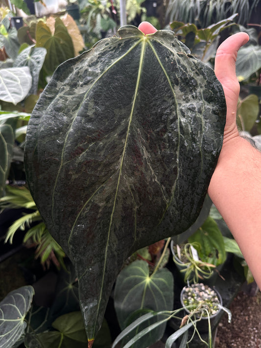 Anthurium carlablackiae x port. 'Dorito"     Buz Clone