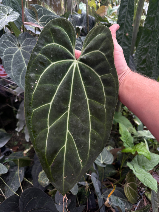 Anthurium besseae af 'Narrow" x Stripey Mag
