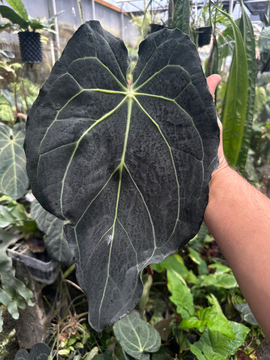 Anthurium carlablackiae 'Yard' x Enid's Bench (Leafless 3)