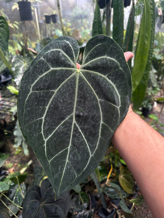 Anthurium Stripey X2 x bess af 'Narrow'(Leafless 1)
