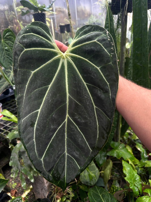 Anthurium Stripey X2 x bess af 'Narrow'(Leafless 2)XL
