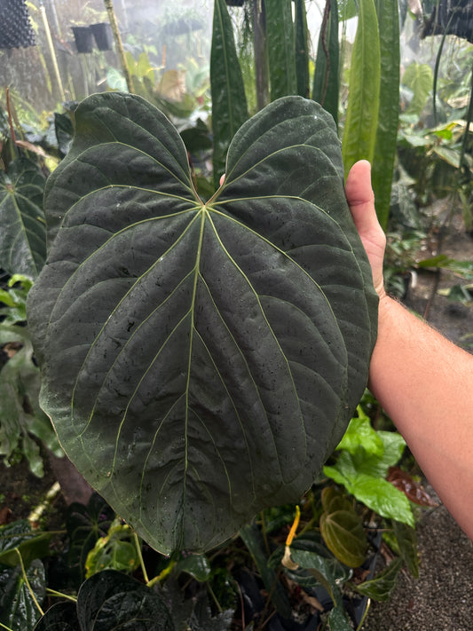 Anthurium Ace x kuna (Leafless) XXL