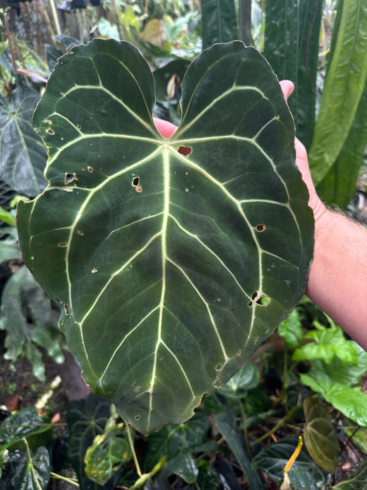 Anthurium carlablackiae 'Yard' x Enid's Bench (Leafless 4)