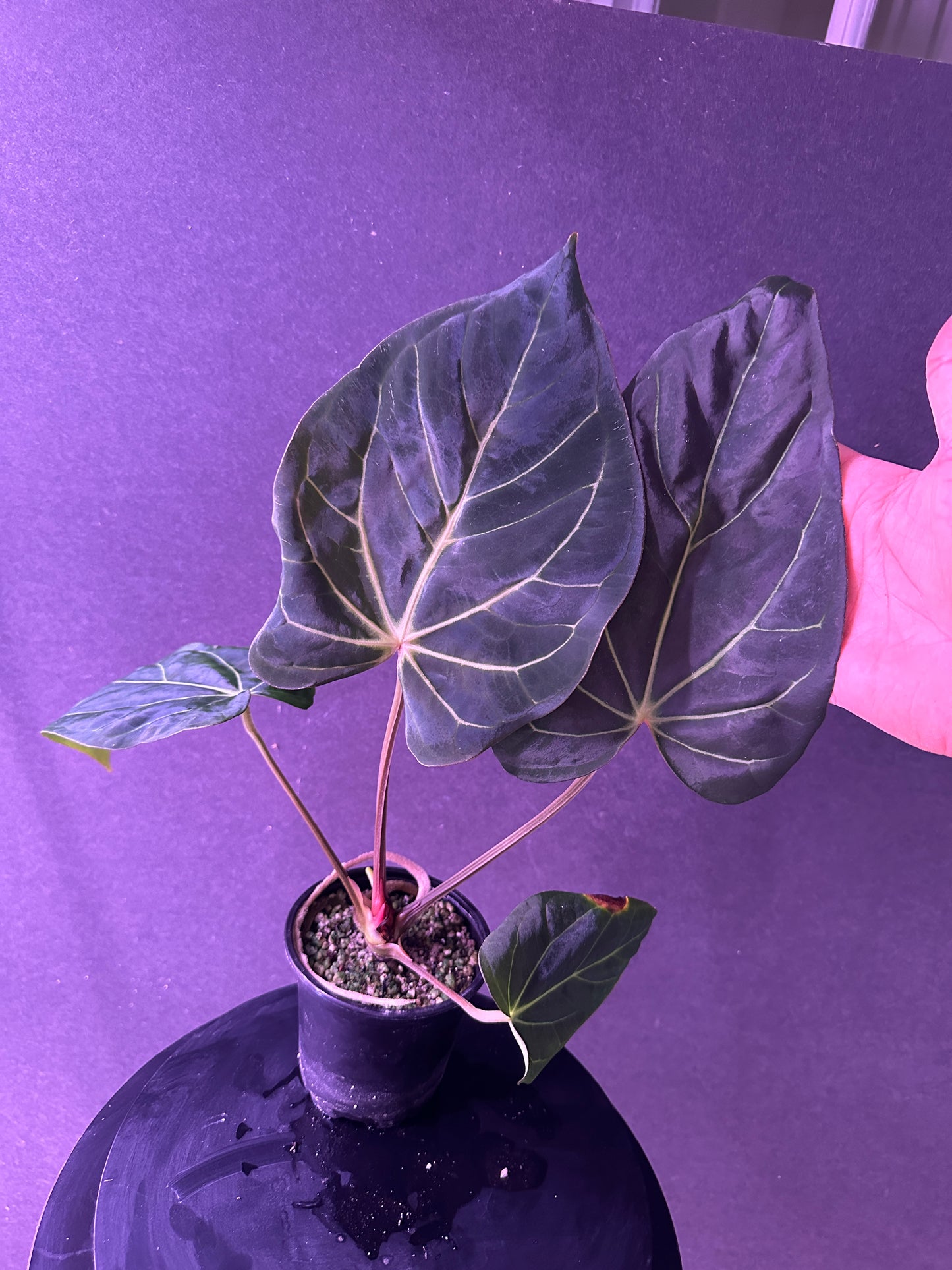 Anthurium carlablackiae 'PM2' x (carlablackiae x kunayalense) '1'