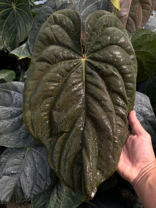 Anthurium pap. 'RA6" x BVEP "Swamp Raisin"