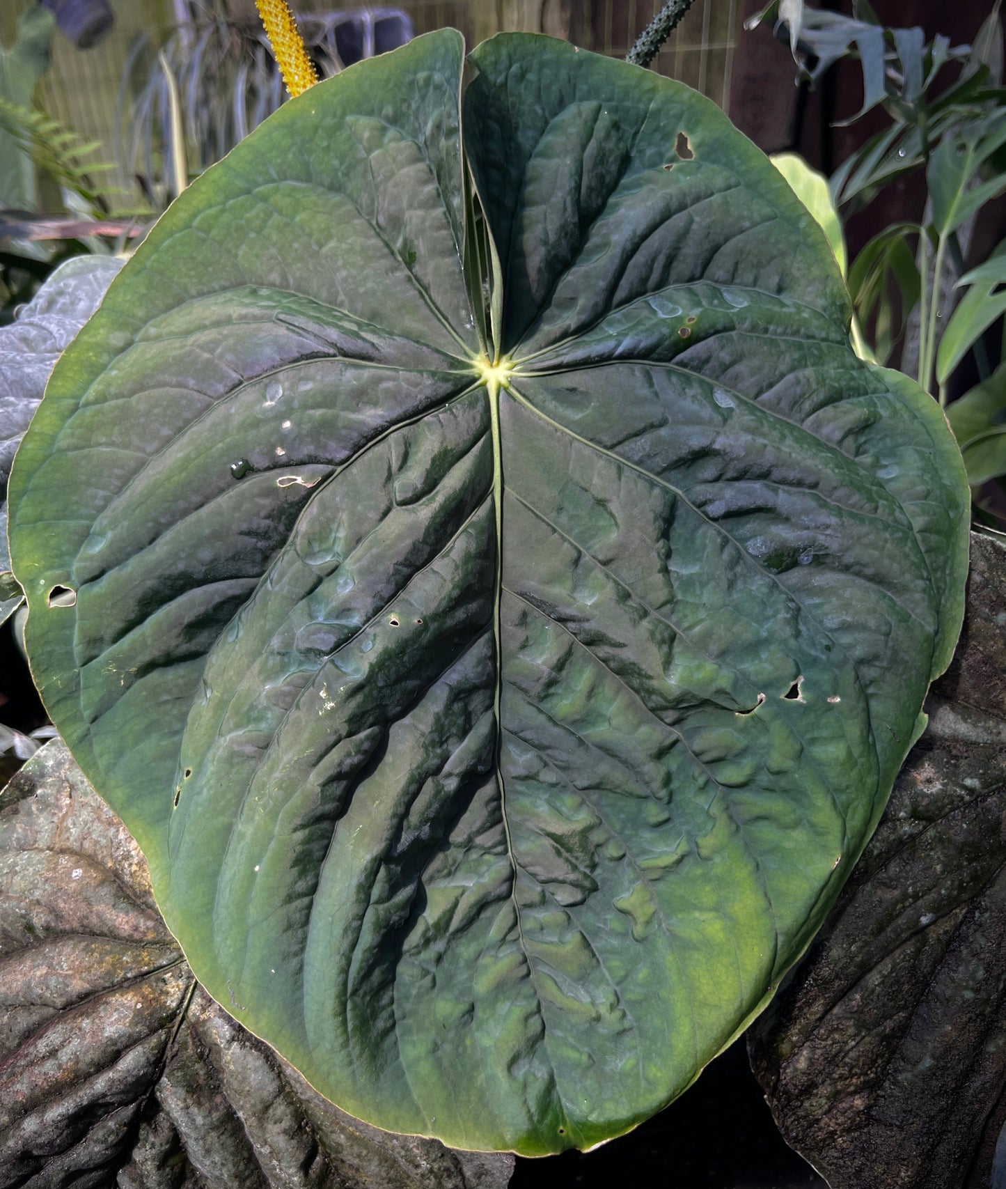 Anthurium kunayalense 'PM7' x   kuna. 'Yard'