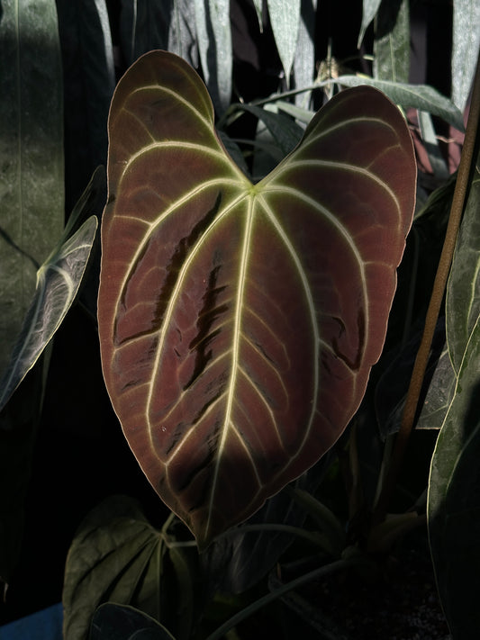 Anthurium besseae af "Narrow" x Ace of Spades (dark)