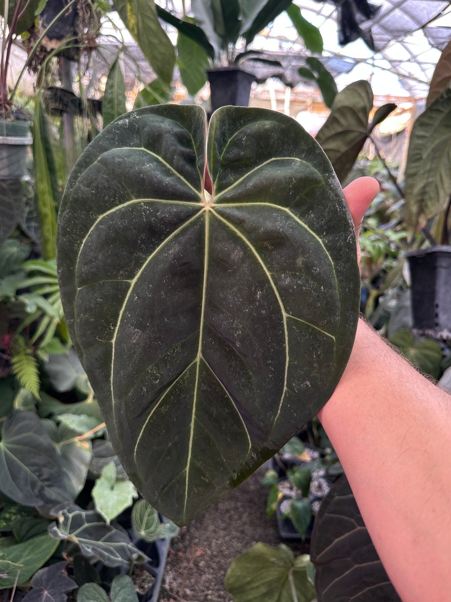 Anthurium Stripey X1 x besseae af 'Narrow'    #1 (Leafless cataphyl prop)
