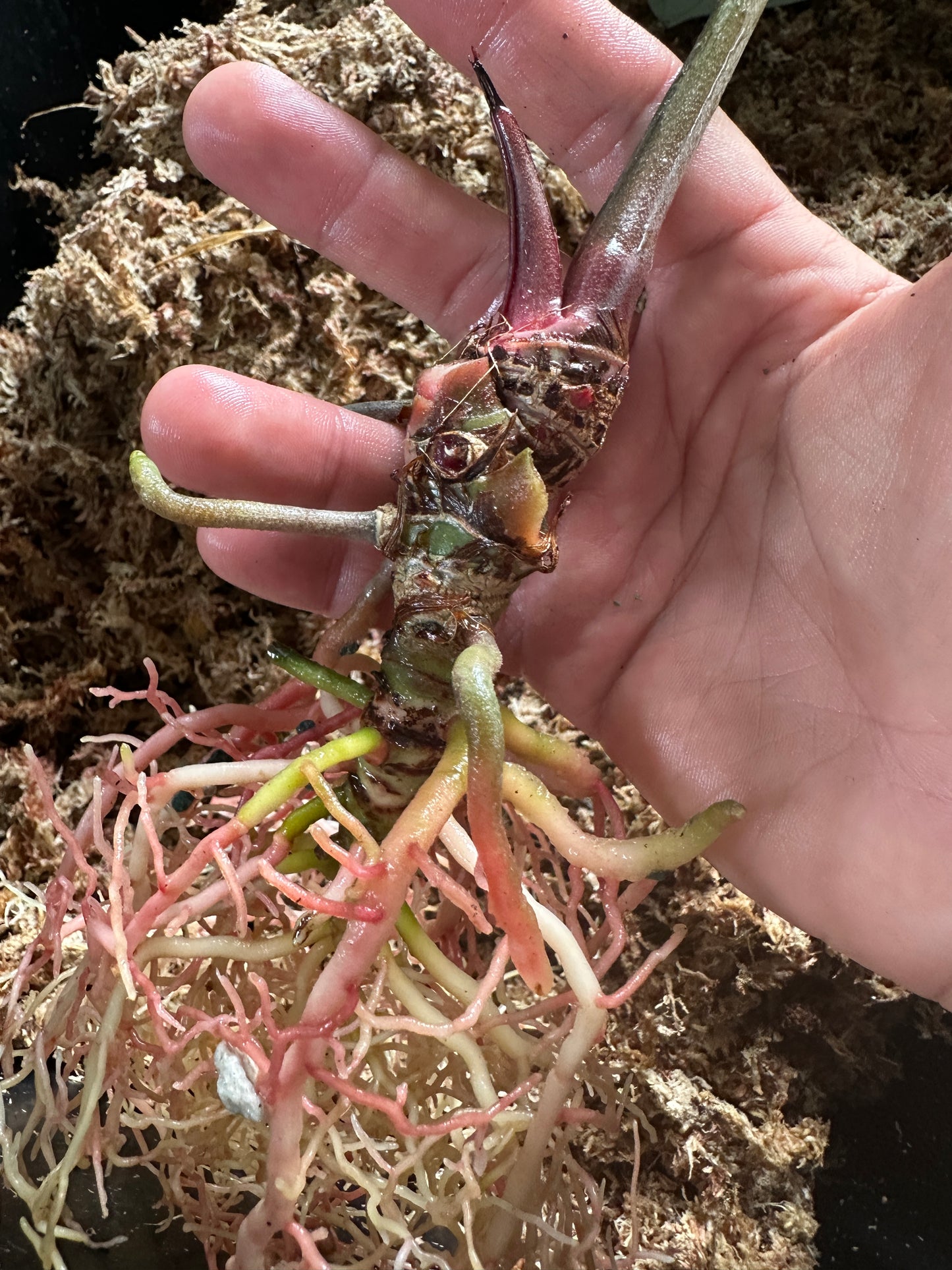 Anthurium Stripey X2 x Enid's Bench(Leafless 1)