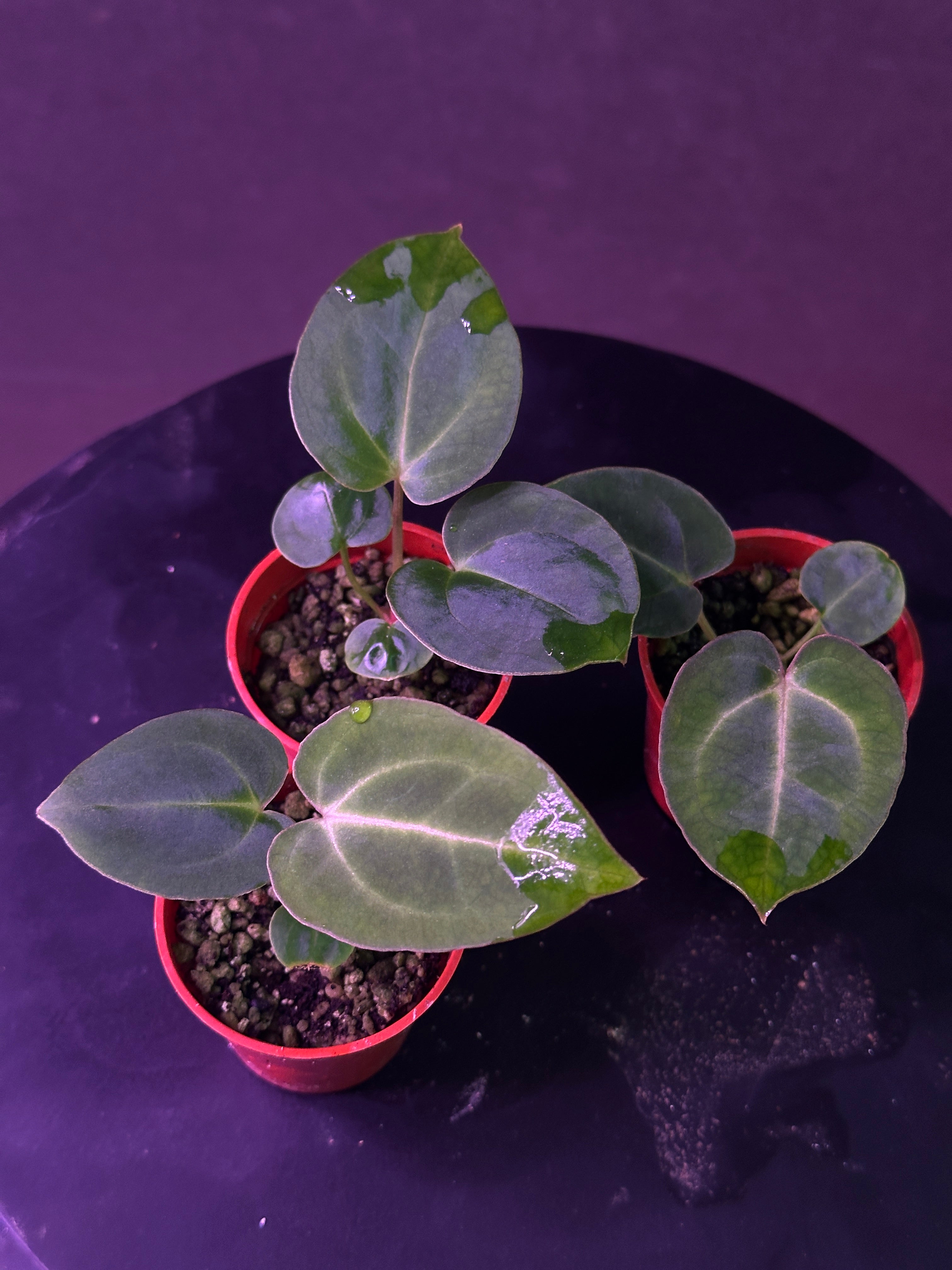 Anthurium (carla x Enid's Bench) 