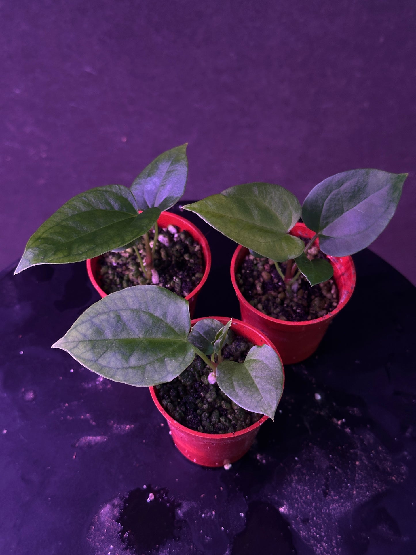 Anthurium (pap. "FS x self" x debile)  x (Ace x (Stripey Mag x carla)) #9