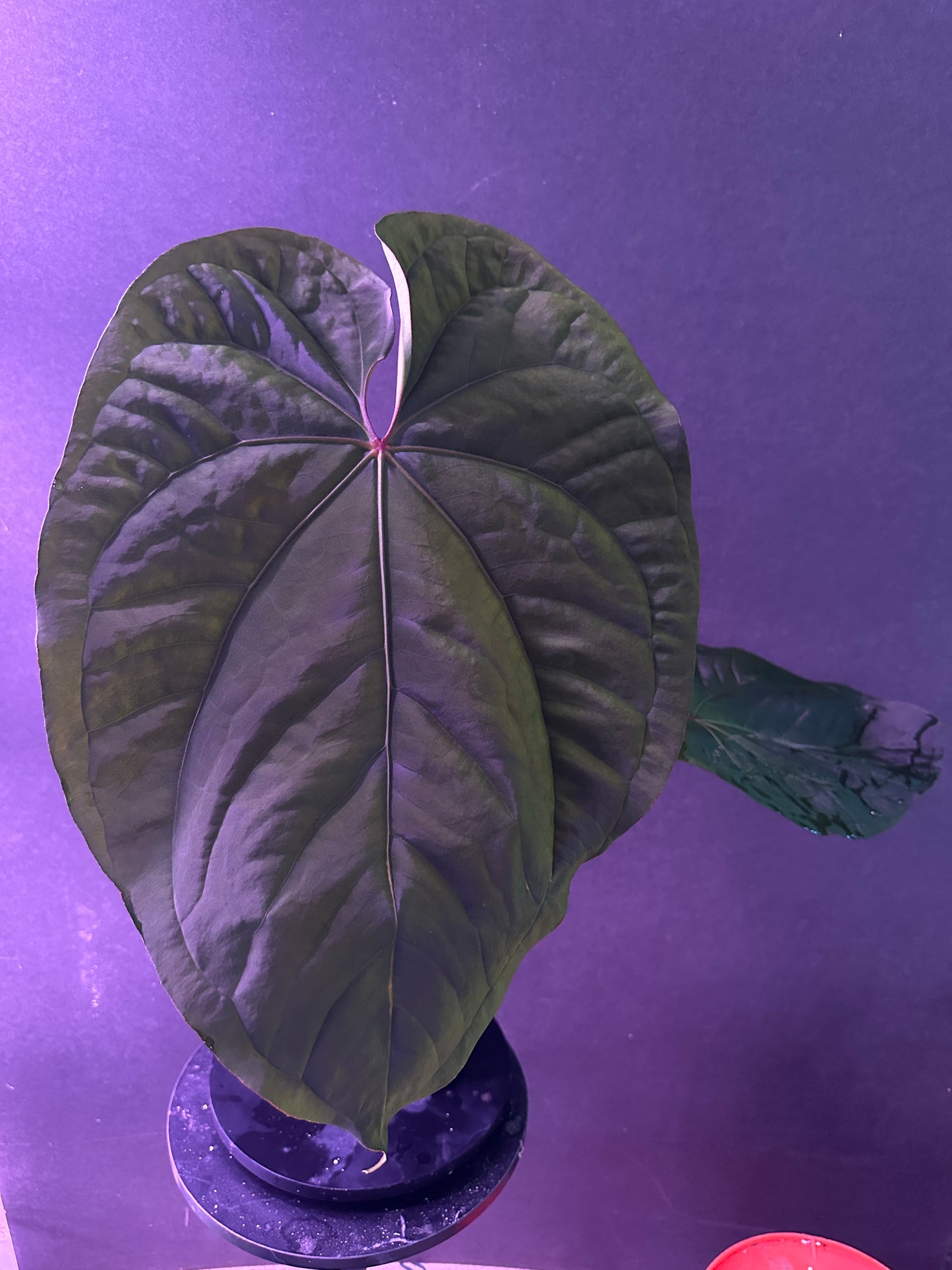 Anthurium Circus Peanuts x carla "B"