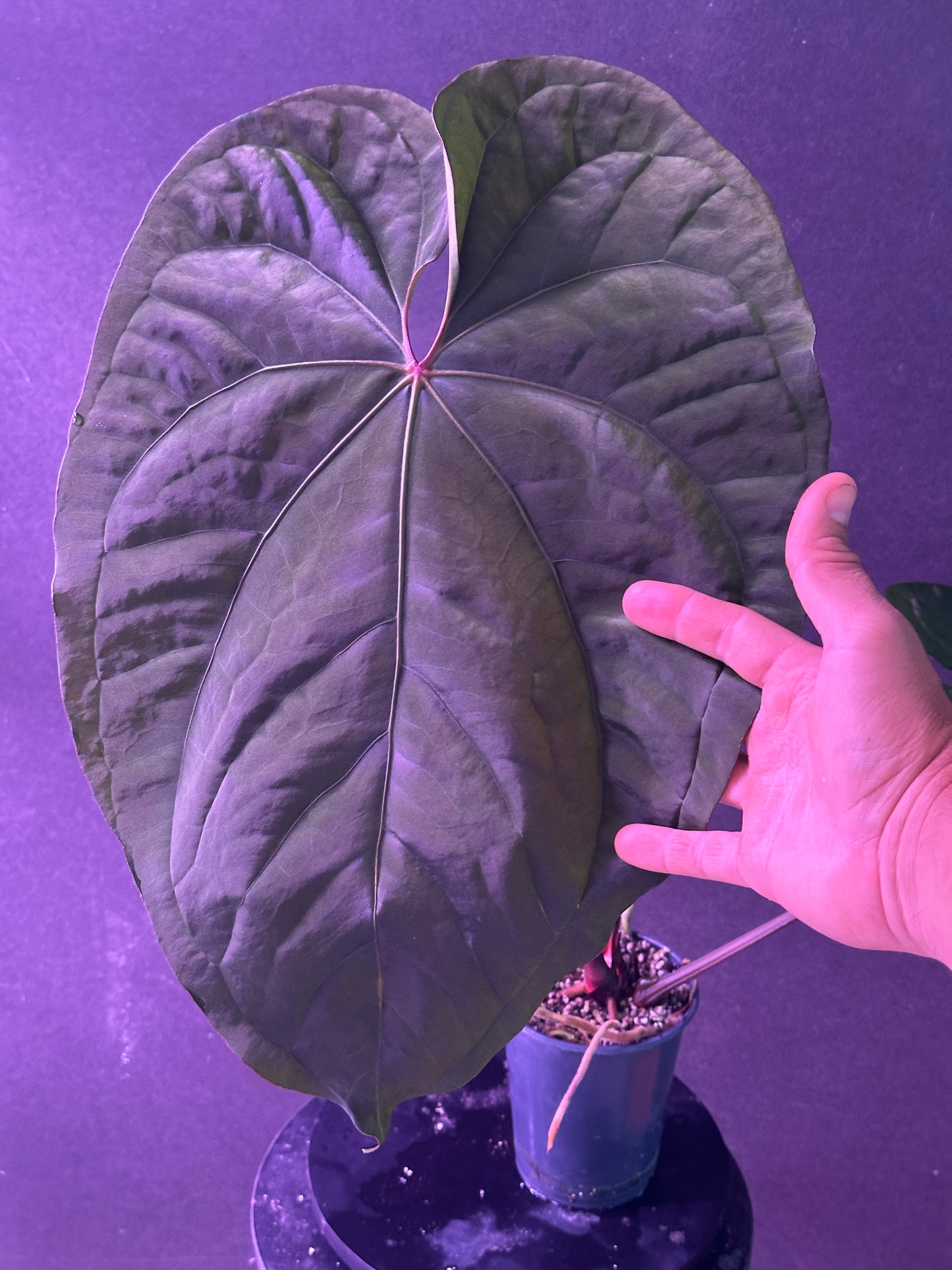 Anthurium Circus Peanuts x carla "B"