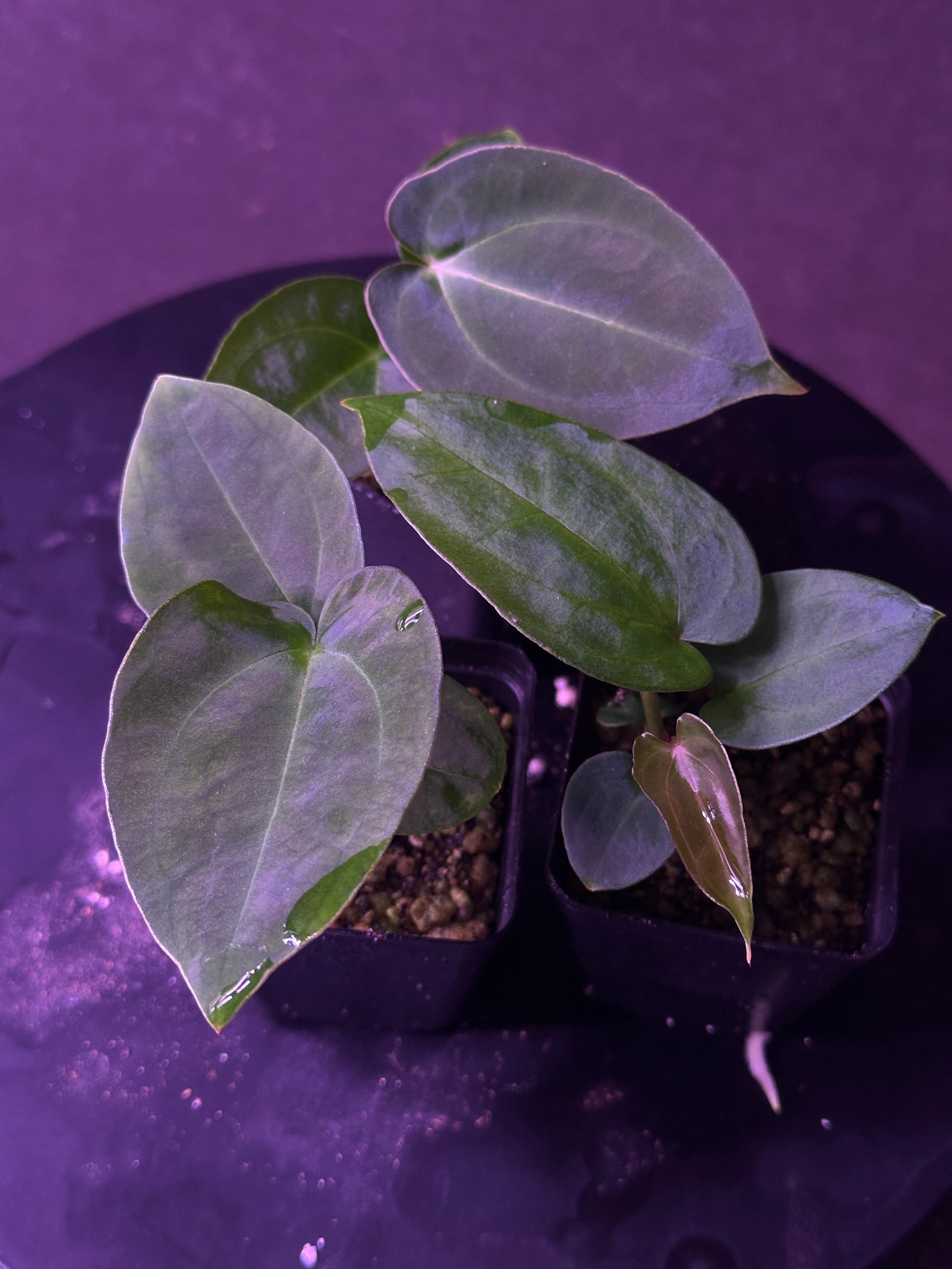 Anthurium (Stripey Mag x carla) #1 x (BVEP X Stripey Mag)