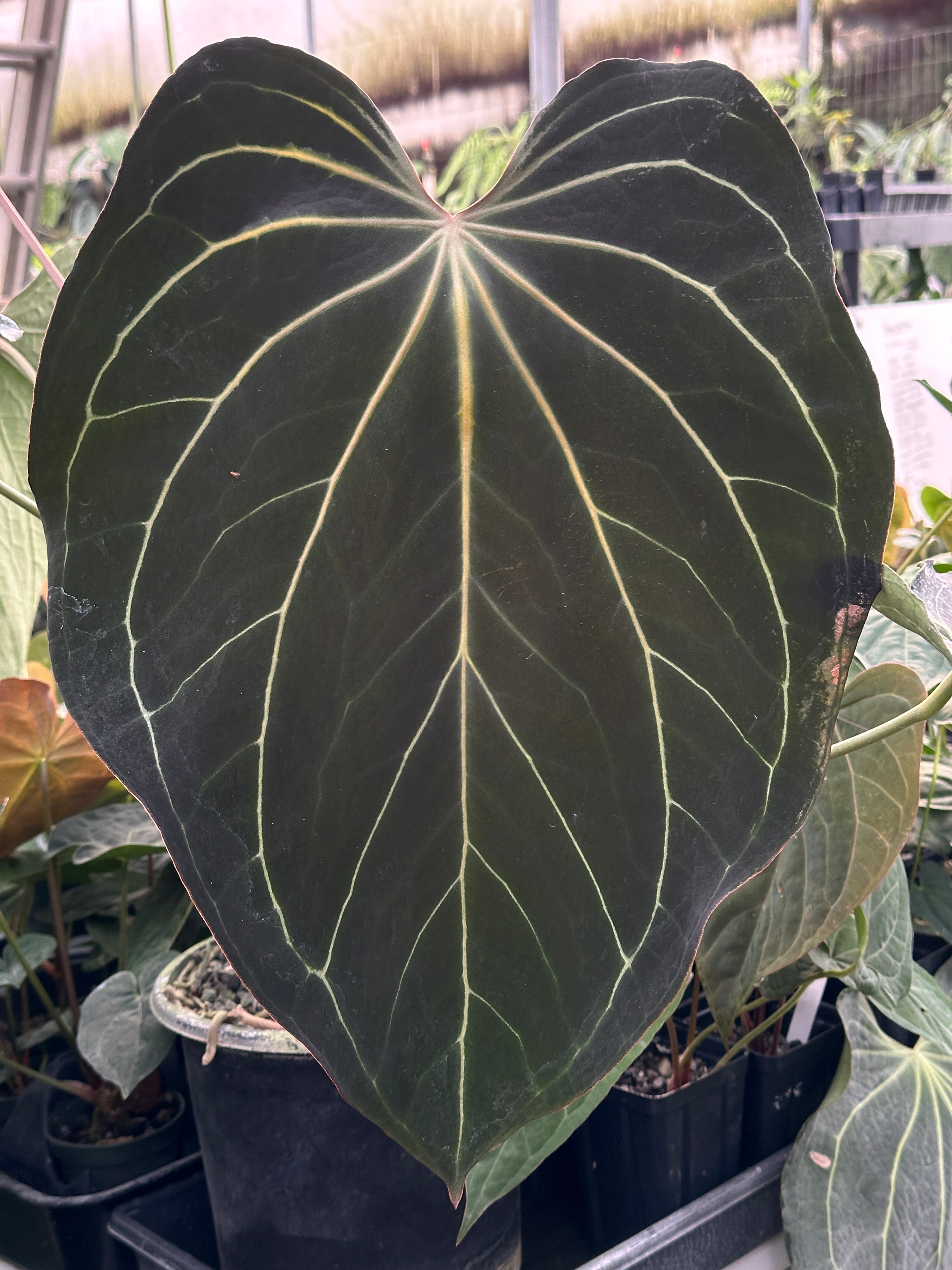 Clone Gallery – understoryoasis