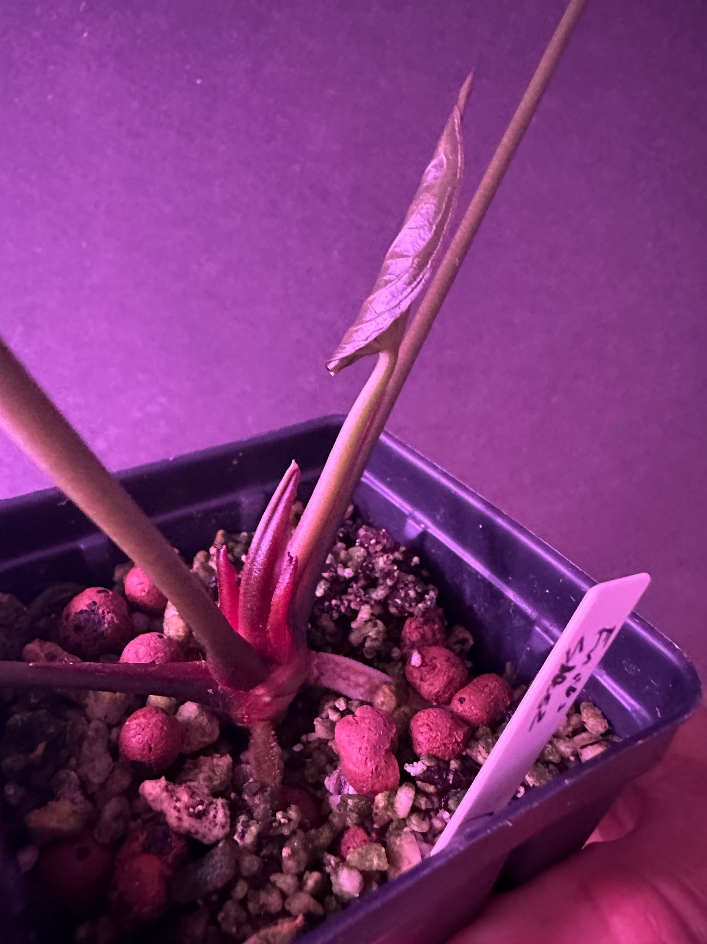 Anthurium Enid's Bench x Stripey Mag x self)#2     "#1" (Dec. 2025 offers accepted)