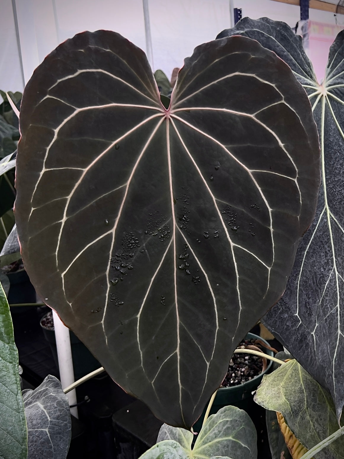 Anthurium (carlablackiae x kunayalense) #1 x Stripey X2