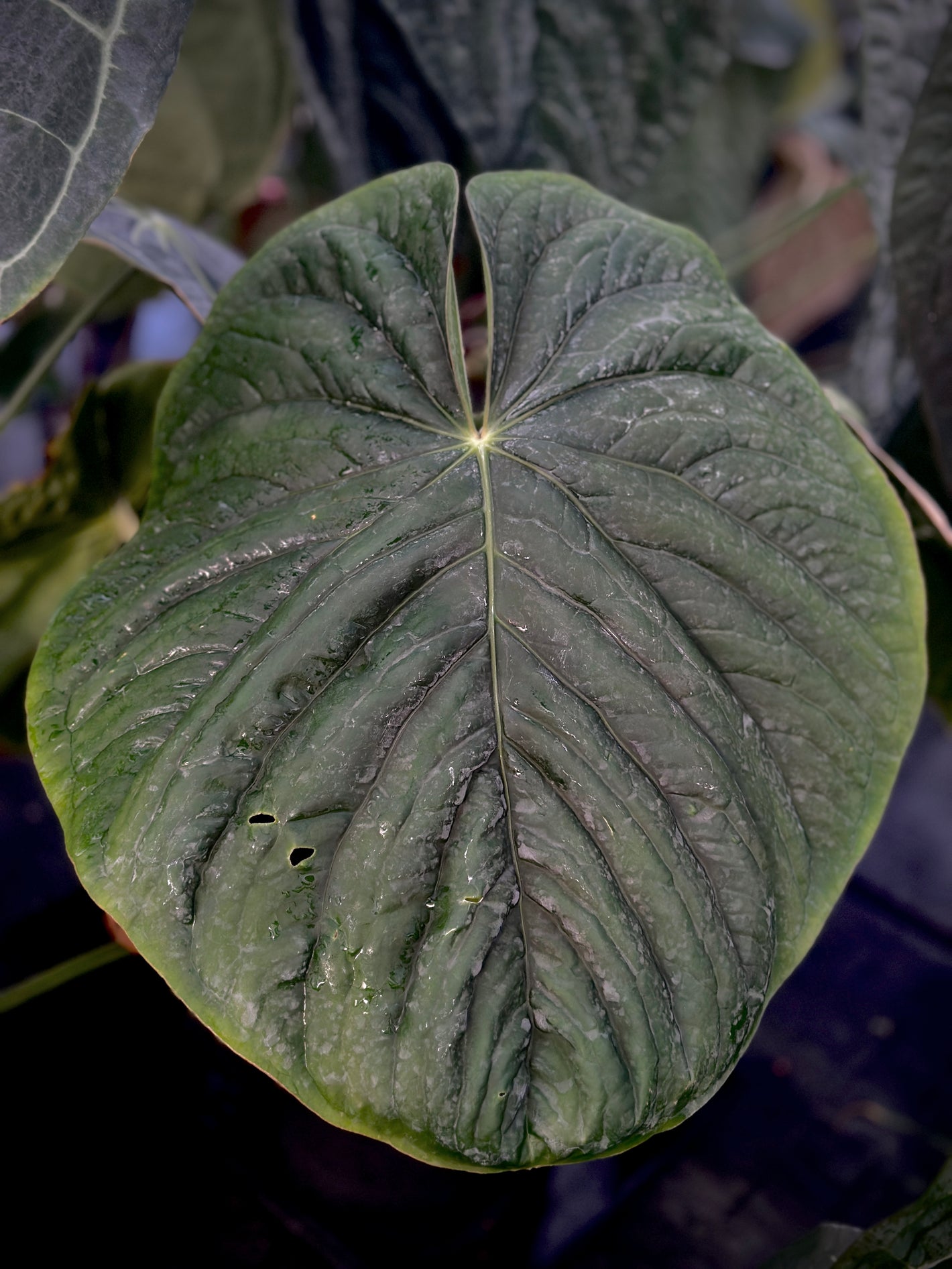 Anthurium kunayalense x Anthurium Capibara