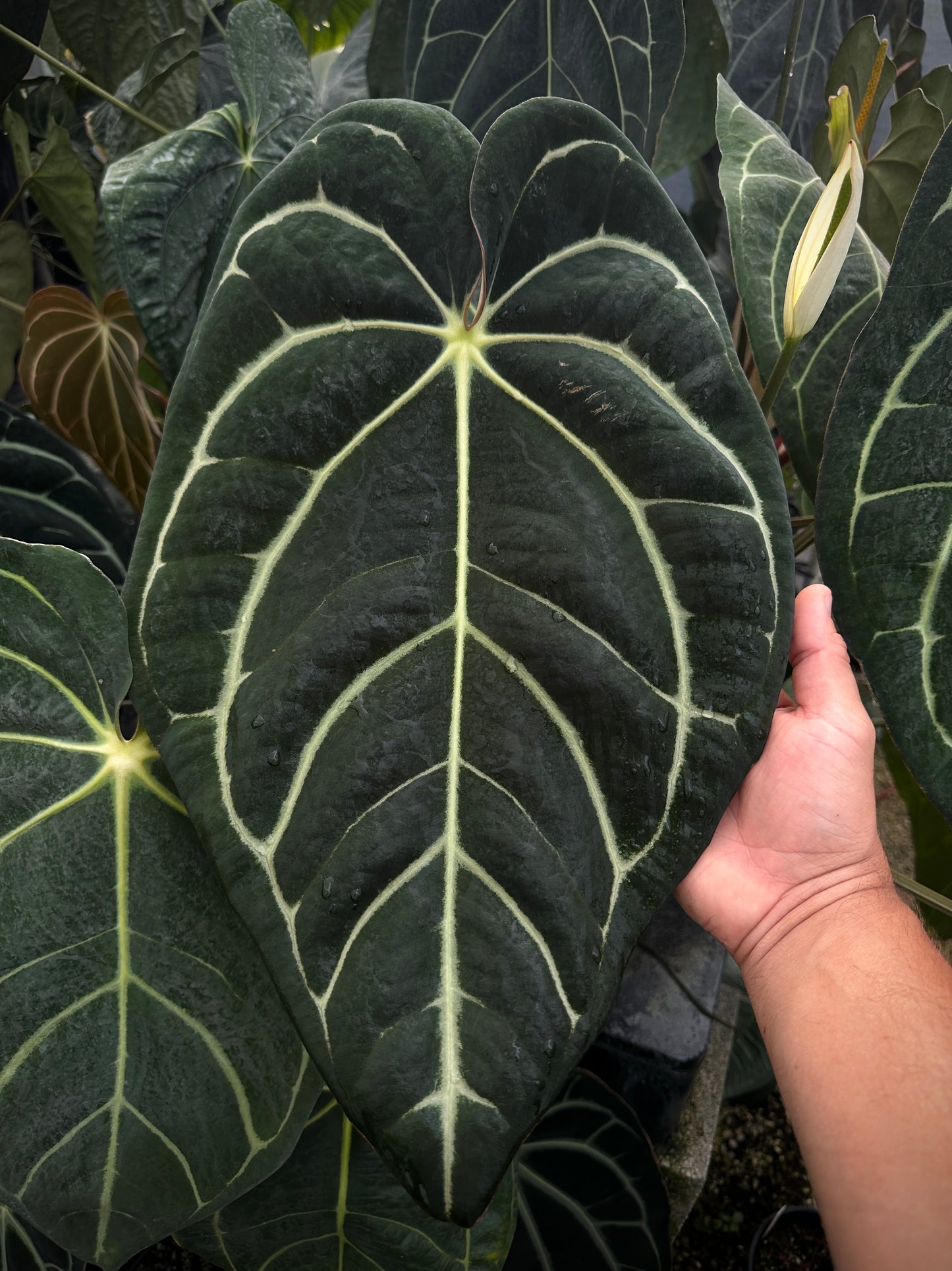 Anthurium carlablackiae 'yard' x Stripey Mag