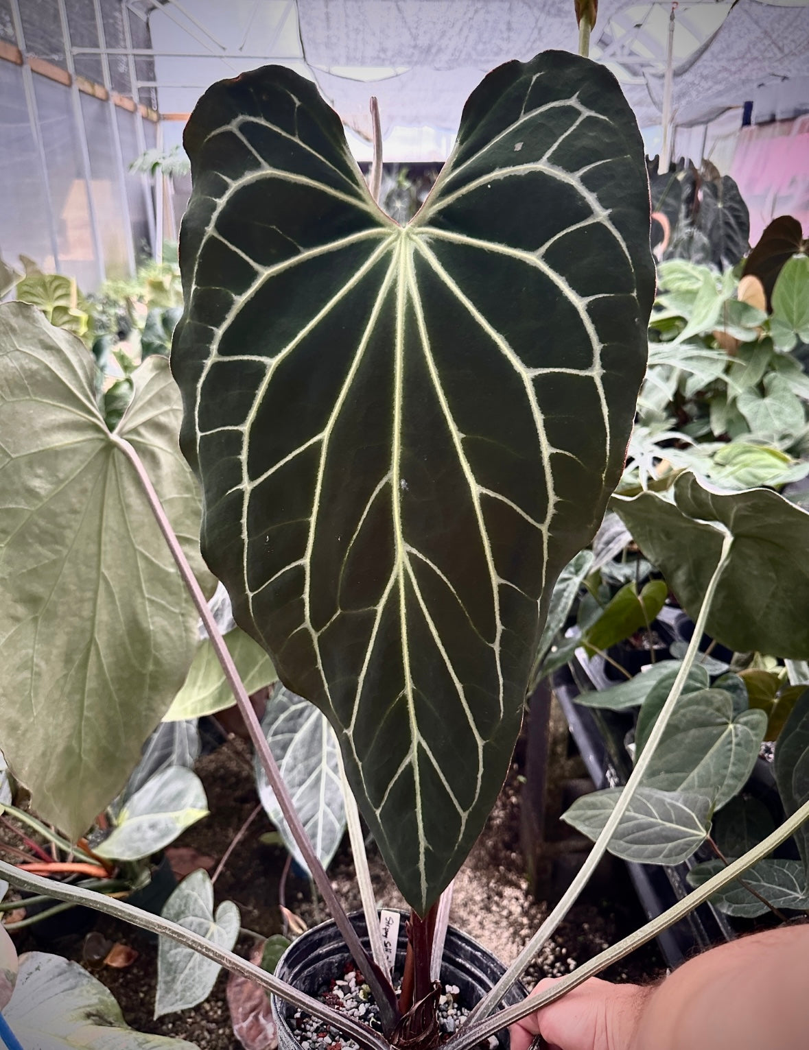 anthurium mag Anthurium FTG Crystal (S1) x (Stripey Mag x self)#2