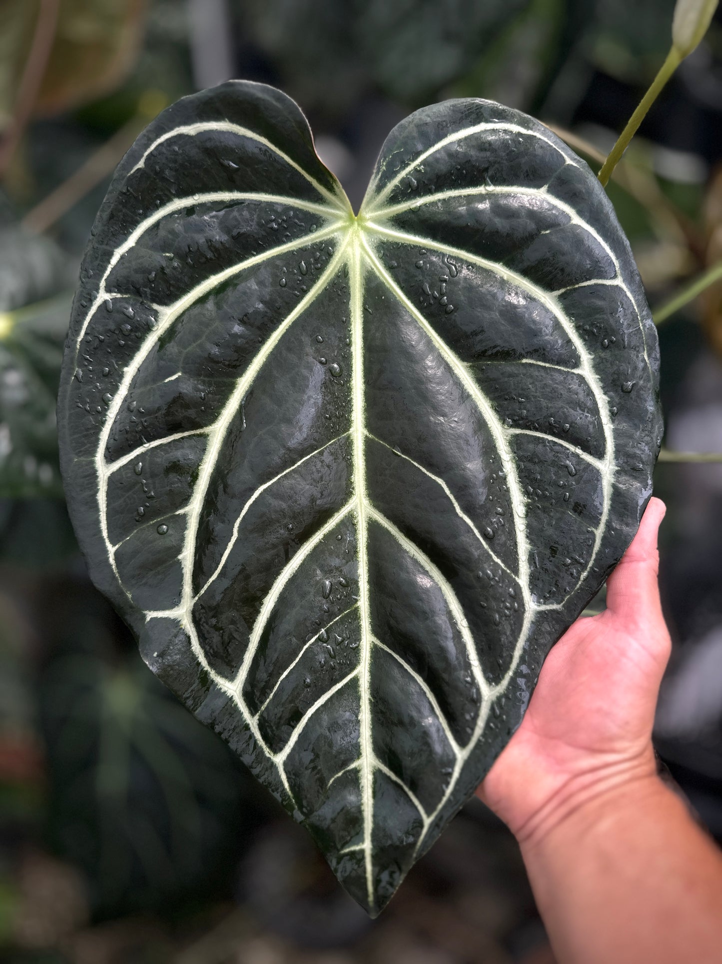 Anthurium carlablackiae 'PM2' x (carlablackiae x kunayalense) '1'