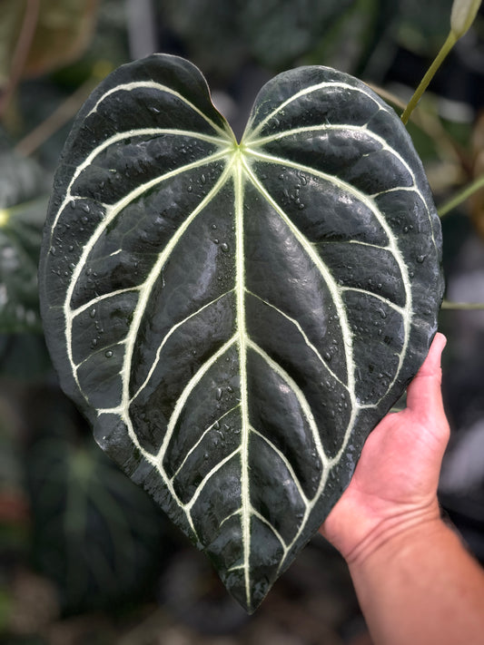 Anthurium carlablackiae 'PM2' x (carlablackiae x kunayalense) '1'