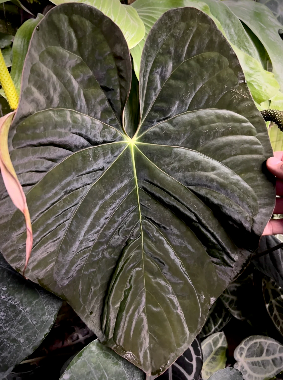 Anthurium (kunayalense x papillilaminum) x (Ace x (Stripey Mag x