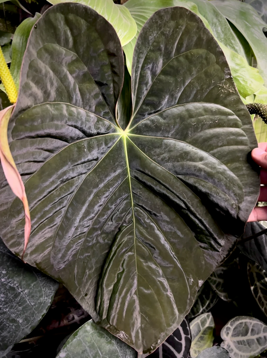Anthurium (kunayalense x papillilaminum) x (Ace x (Stripey Mag x carlablackiae))