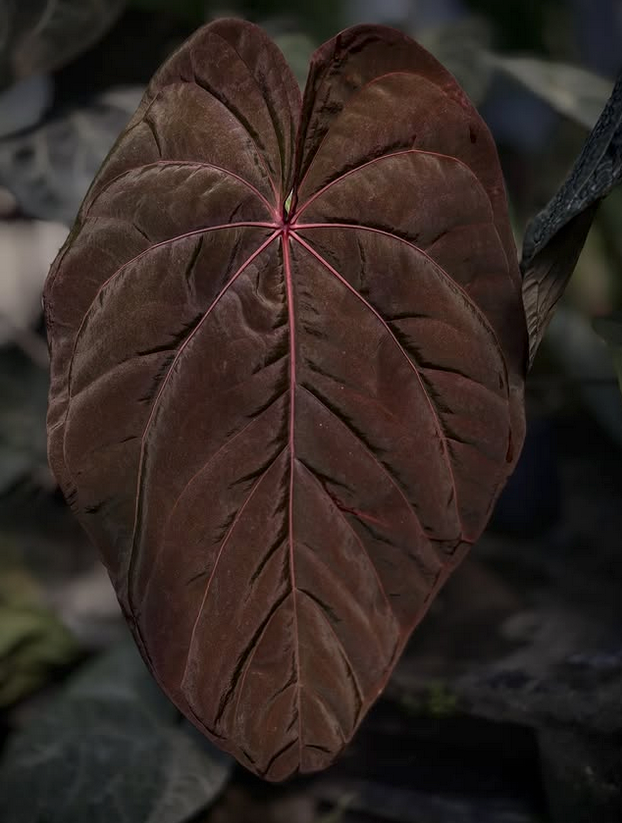 Anthurium (Circus Peanuts x carla) "A"