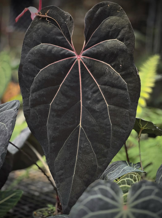 Anthuriums – understoryoasis Anthuriums – understoryoasis