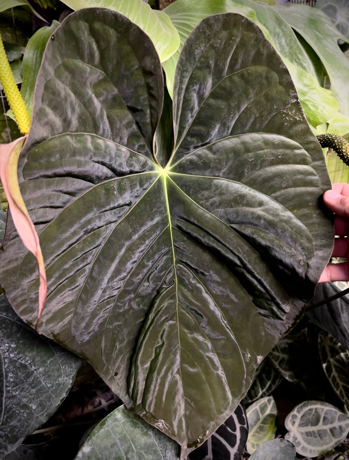 Clone Gallery – understoryoasis