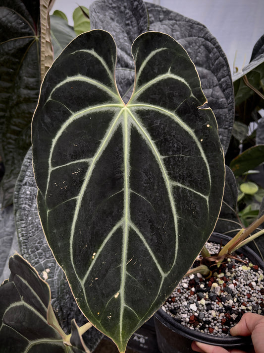 Anthurium kunayalense 'Swamptrash 6' x besseae af
