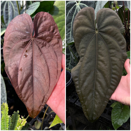 Anthurium dressleri "Narrow" x Anthurium "Swamp Stripes"