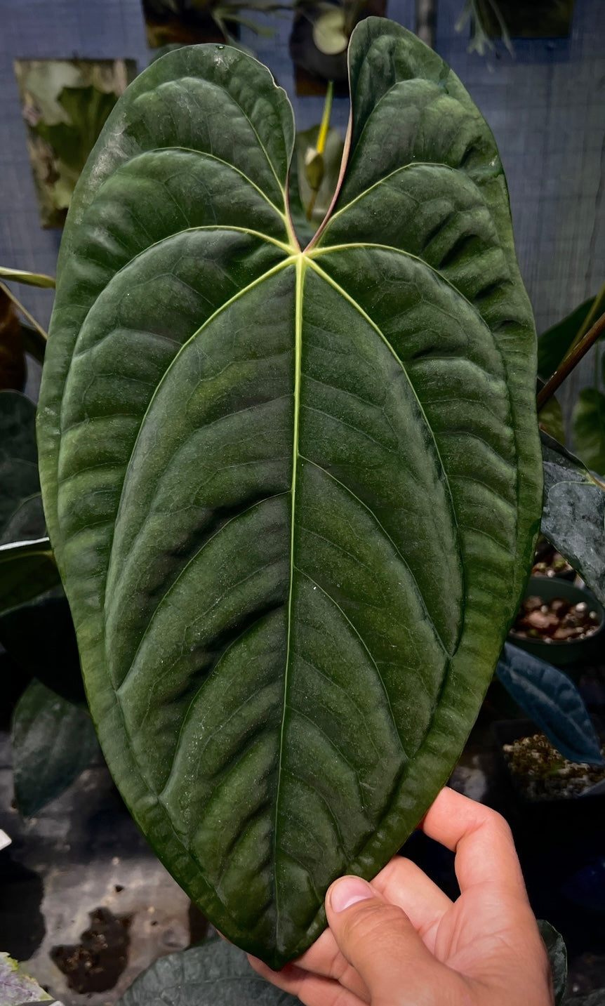 Anthurium papillilaminum "Dadbod" x "Swamp Bunny"