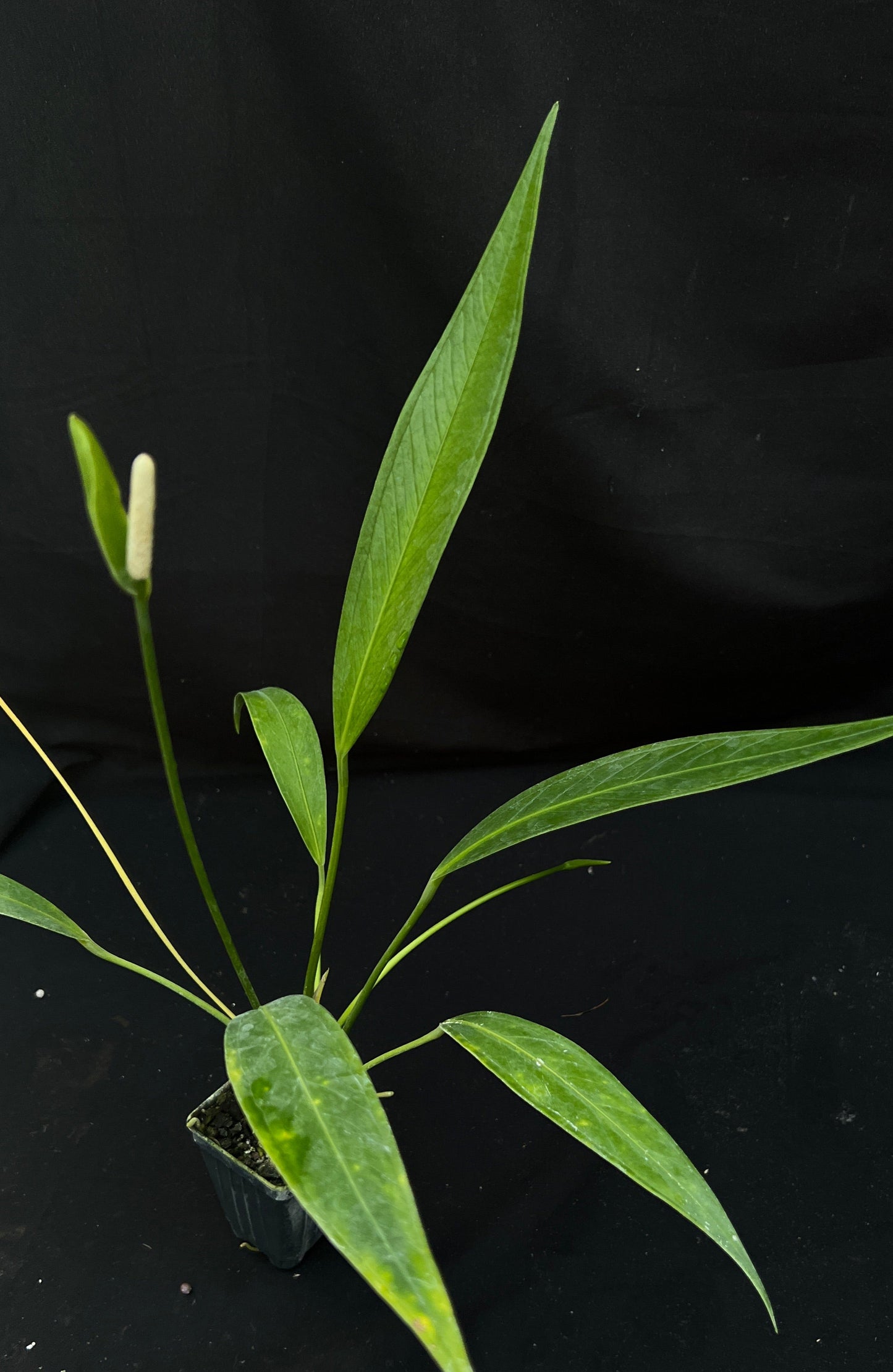 Anthurium rupicola