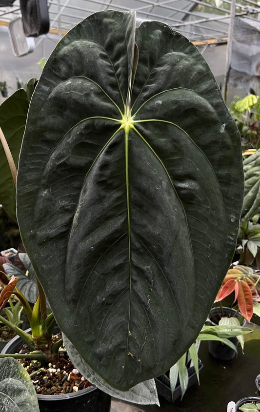 Anthurium papillilaminum 'Shrek' x 'RA5'