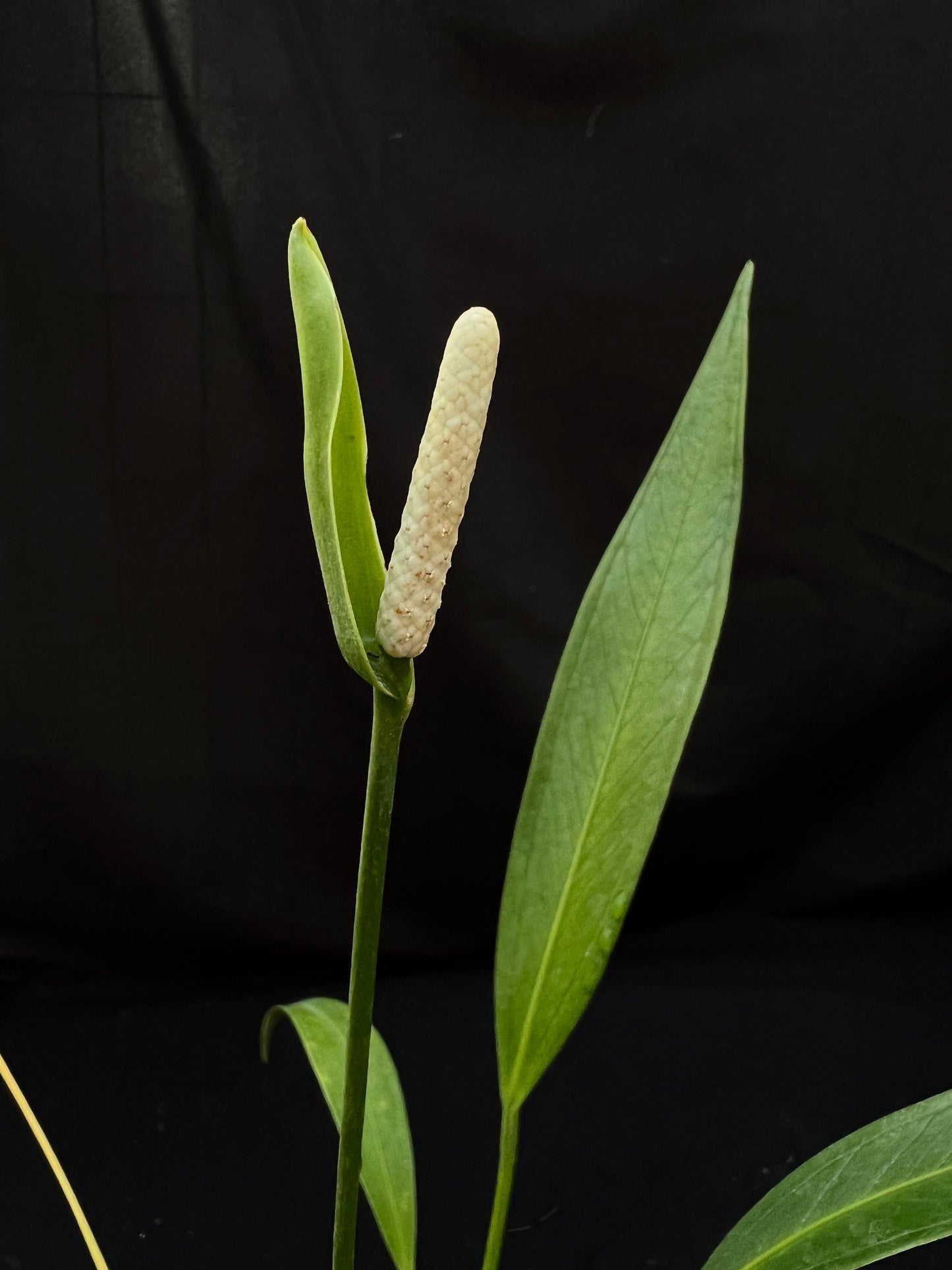 Anthurium rupicola