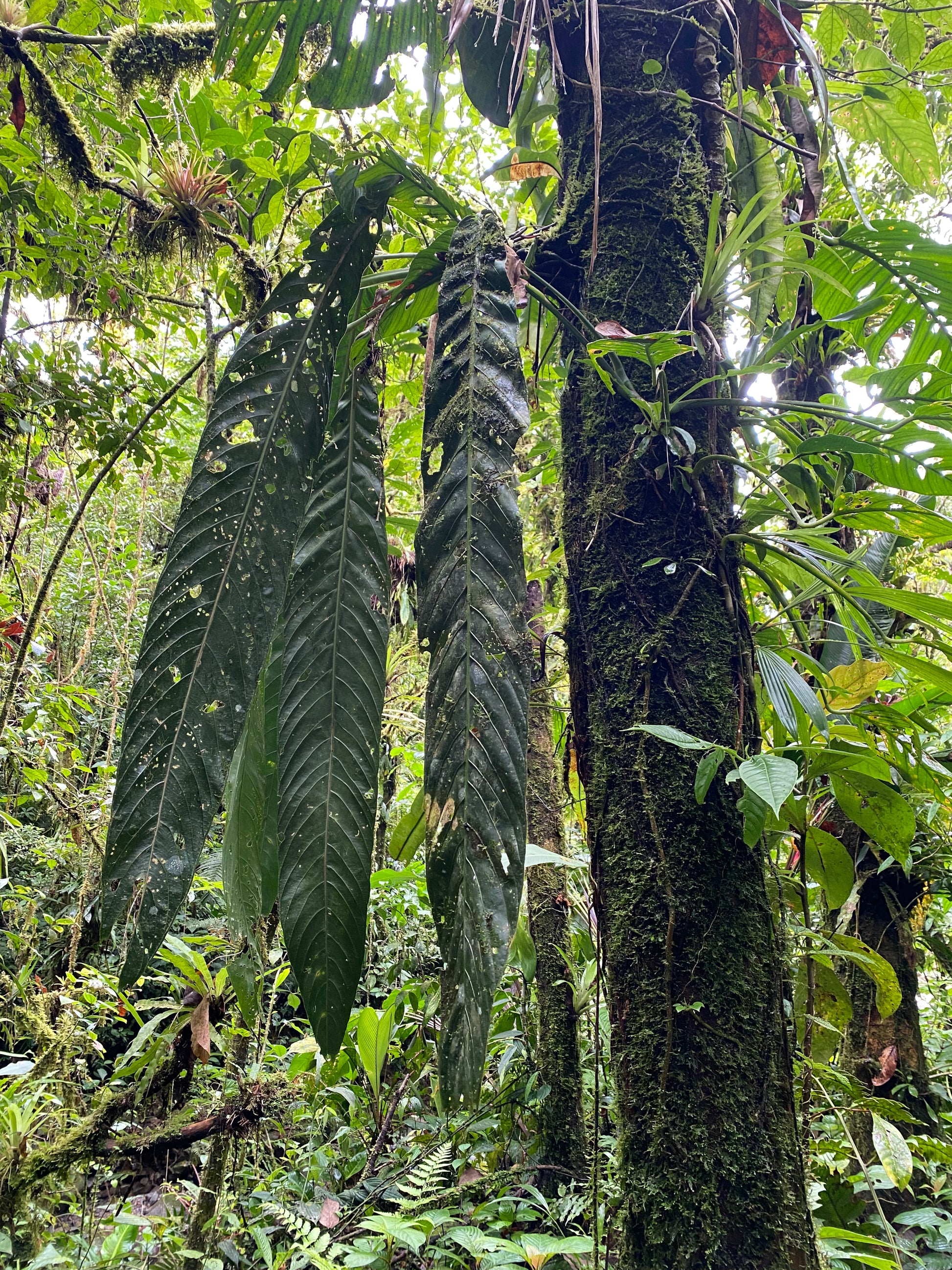 spectabile anthurium Anthurium pseudospectabile