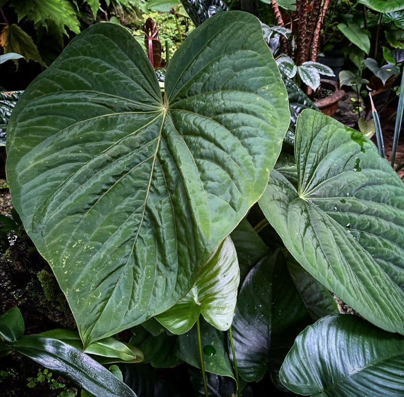 Anthurium kunayalense 'PM7' x   kuna. 'Yard'