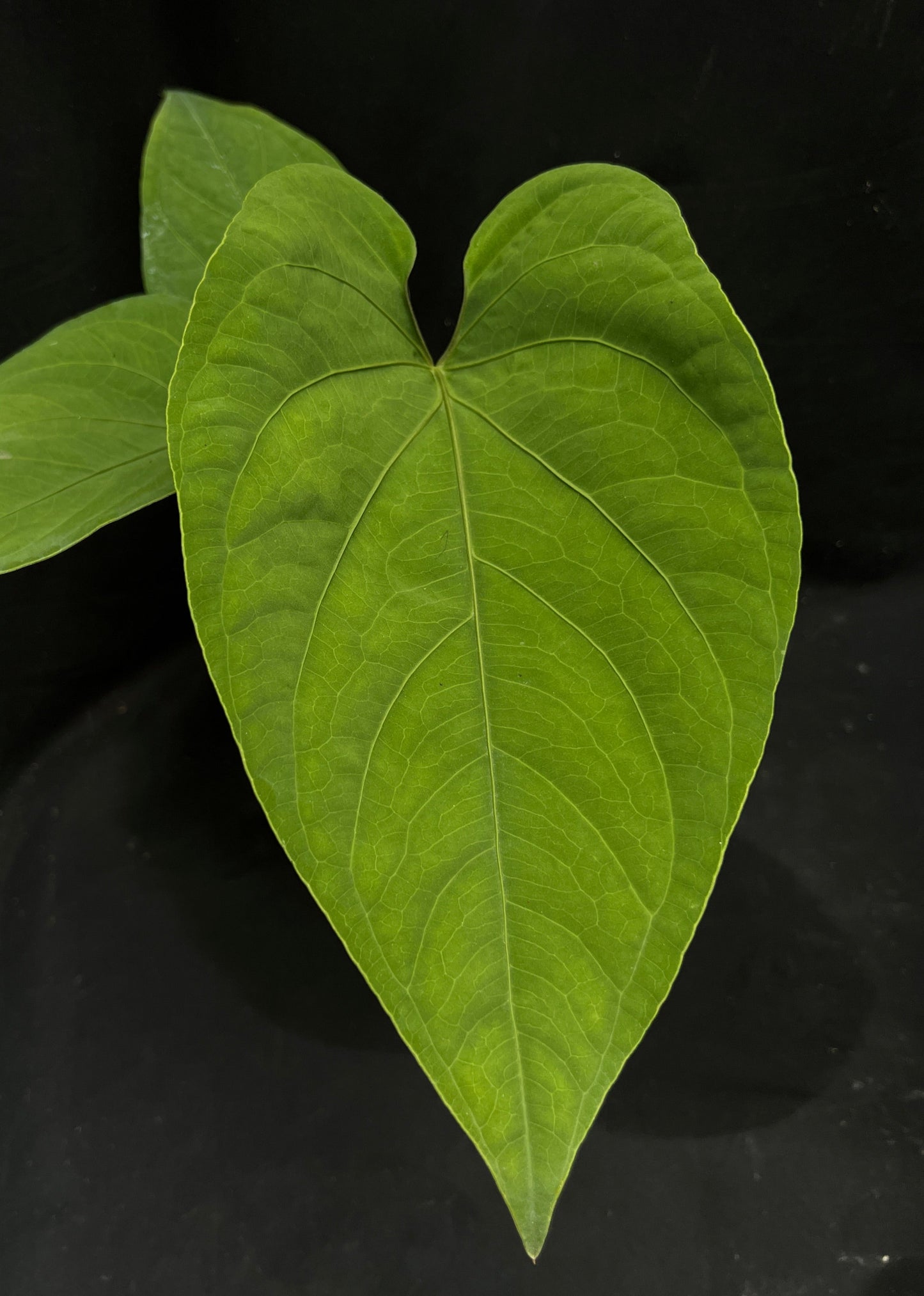 Anthurium sp Nova Panama